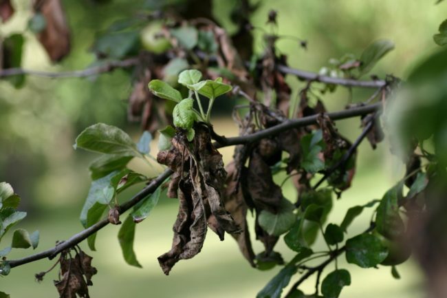 Скрученный и почерневшие листья груши вследствие бактериального ожога