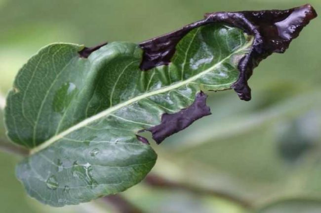 Зеленый лист груши с потемневшими краями вследствие поражения бактериозом