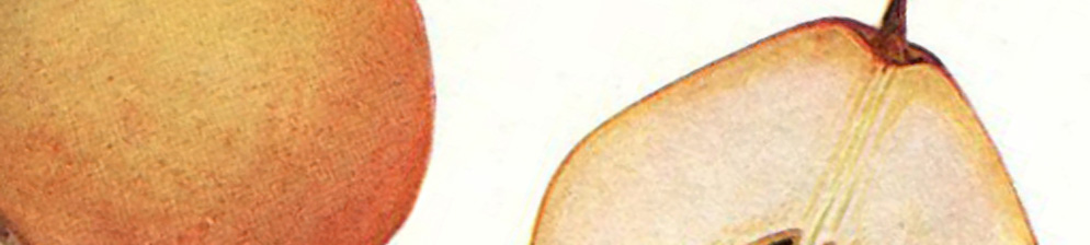 Груша сорта Бере Мичурина зимняя: описание, отзывы, фото
