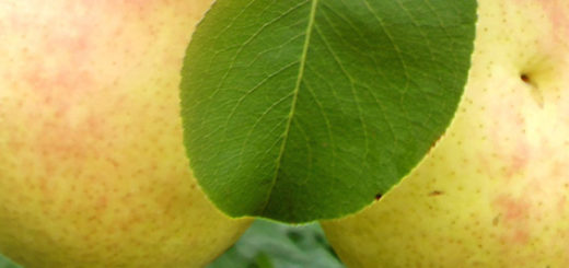 Спелые плоды груши сорта Чижовская вблизи