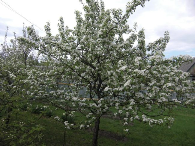 Взрослое деревце груши сорта Чижовская в период цветения