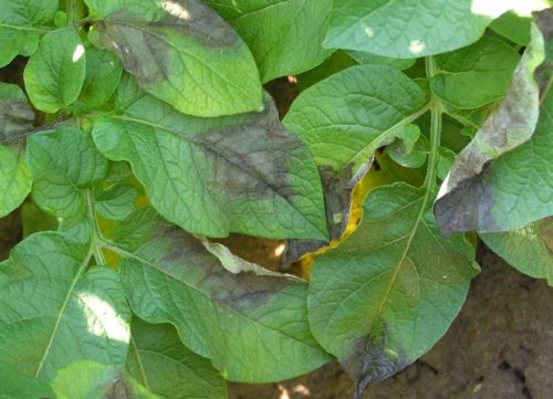 Листья картофеля с явными признаками поражения культуры фитофторозом