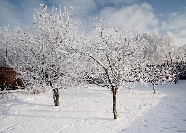 Деревья груши в зимний период со снегом на ветках