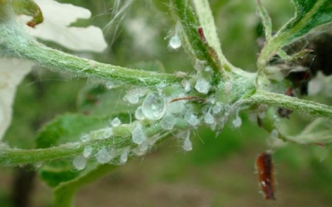 Липкая роса на побегах груши – яйцекладка медяницы