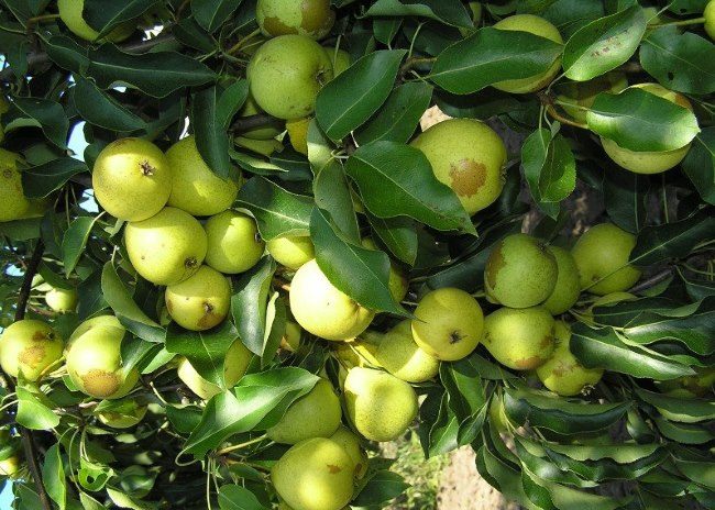 Ветки груши сорта Скороспелка из Мичуринска с плодами светло-зеленого окраса