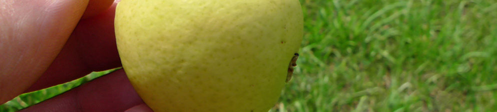 Небольшой спелый плод груши сорта Скороспелка из Мичуринска