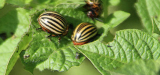 Колорадские жуки доедают лист картошки три особи