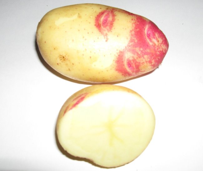 Корнеплод картофеля с кремовой мякотью голландского сорта Пикассо
