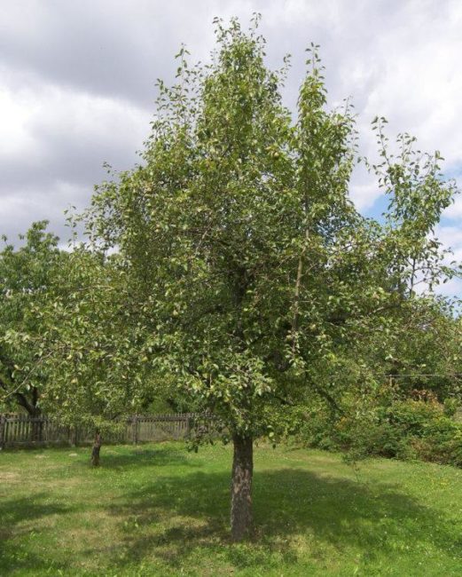 Фото взрослого дерева груши сорта Красавица Черненко