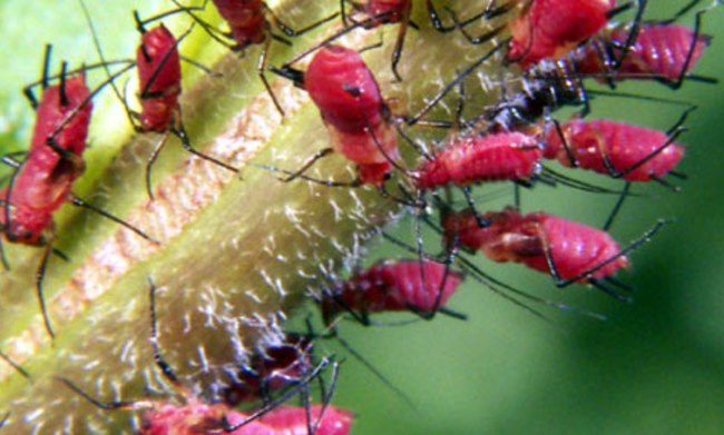 Личинки кровяной тли на побеге груши под большим увеличением