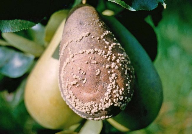 Гнилой плод на ветке дерева груши с признаками поражения растения монилиозом