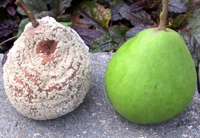 Здоровый и больной монилиозом плоды груши крупным планом