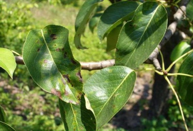 Первые признаки поражения листьев груши паршой