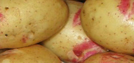Спелые плоды картофеля Пикассо мытые вблизи