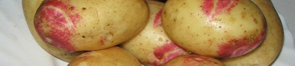 Спелые плоды картофеля Пикассо мытые вблизи