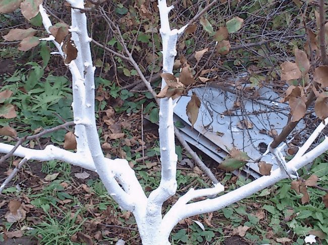 Ветки грушевого дерева после осенней побелки для защиты от ожогов