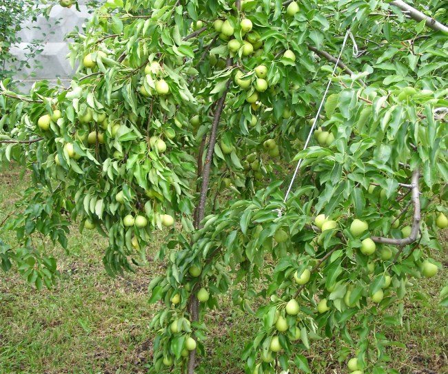 Ветка грушевого дерева на подпорке в саду частного хозяйства