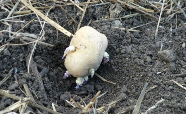 Семенная картошка с фиолетовыми ростками на дне посадочной лунки