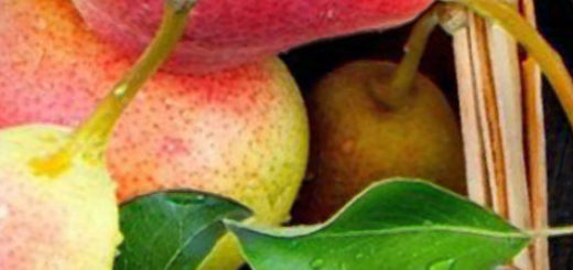 Спелые плоды груши сорта Русская Красавица в лукошке