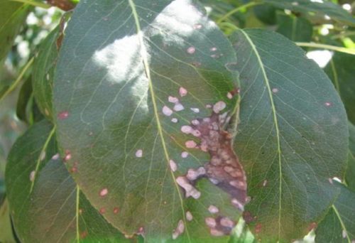 Листья груши с серо-белыми пятнами от септориоза