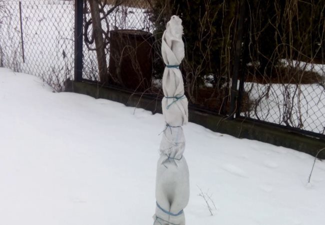 Укрытие однолетнего саженца груши на зиму нетканым материалом