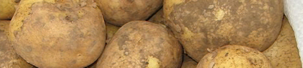 Плоды сорта картошки Венета вблизи
