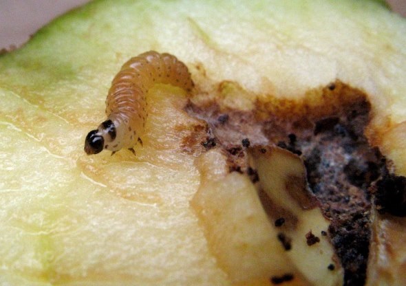 Мякоть плода с личинкой грушевой плодожорки вблизи