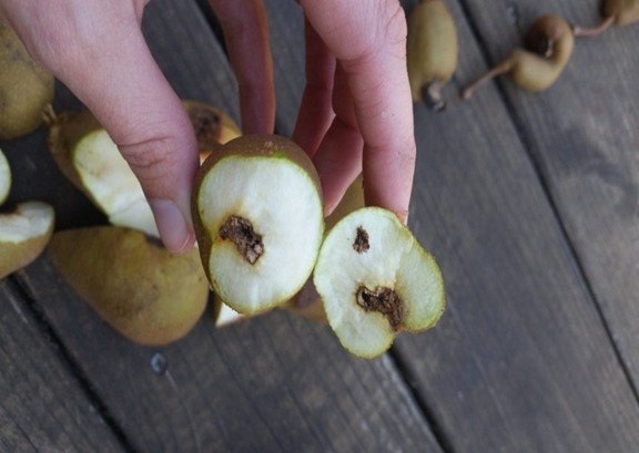 Разлом груши, съеденной яблонной плодожоркой