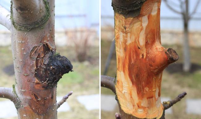 Зачистка поврежденной коры грушевого дерева своими руками