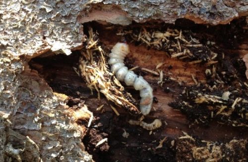 Личинка жука-короеда под корой грушевого дерева