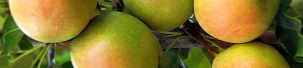 Спелые плоды сорта груши Челябинская зимняя