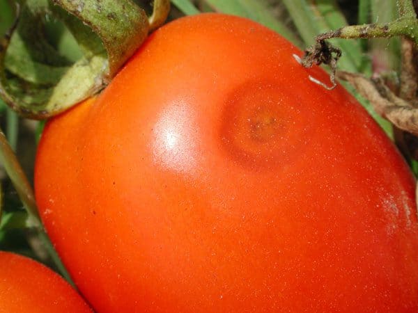 Красный помидор с темным пятном по центру вмятины на кожице плода