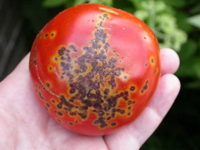 Красный плод томата с черно-бурыми пятнами на ладони огородника