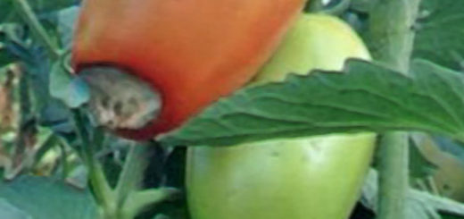 Болезнь плода помидора снизу усыхание