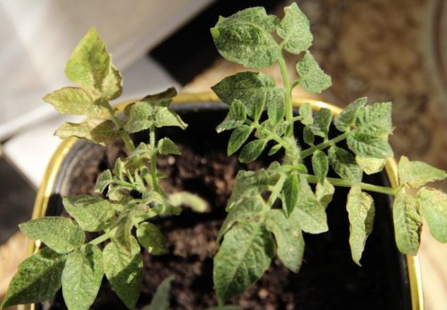 Первые признаки появления белой пятнистости на рассаде помидоры