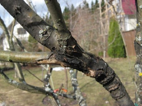 Ветки груши с признаками заболевания дерева черным раком