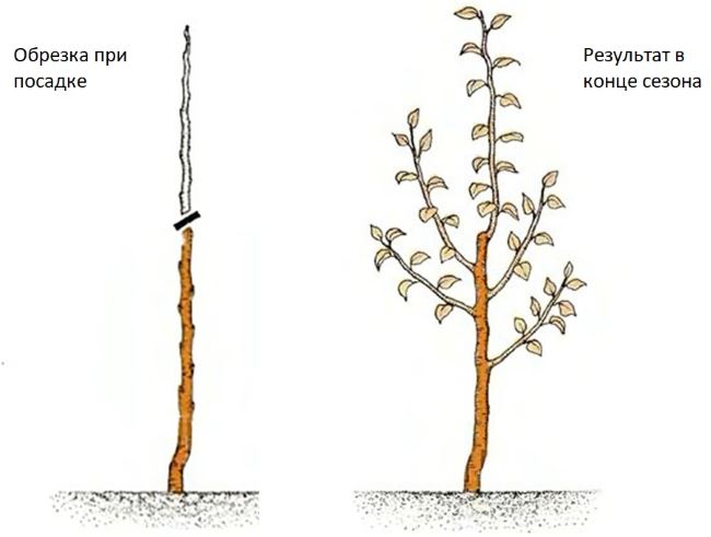 Схема обрезки карликовой разновидности груши в первый год после посадки