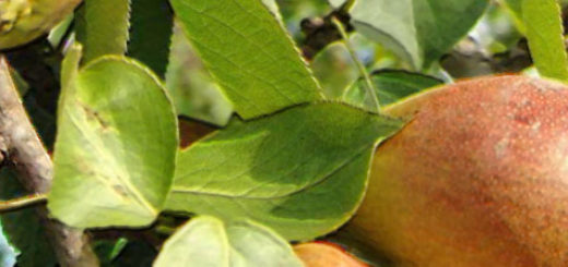 Спелые плоды груши в Подмосковье на дереве