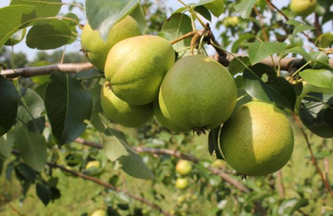 Ветка груши с зелеными плодами гибридного сорта Осенняя Яковлева