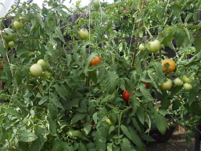 Как правильно пасынковать помидоры в теплице: пошагово, уход