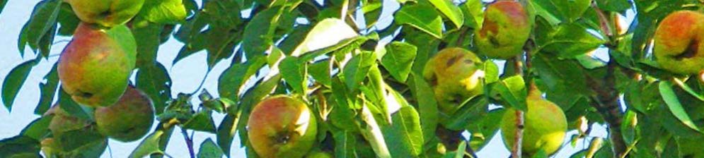Спелые плоды на груше сорта Любимица Клаппа