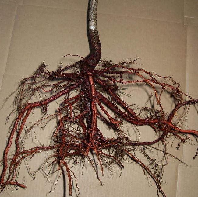 Фото сильной корневой системы саженца груши