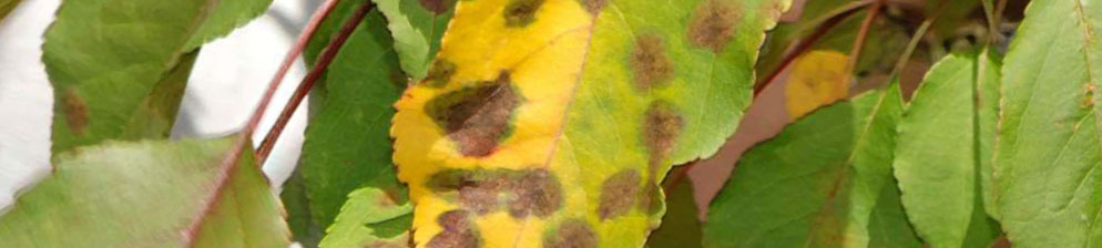 У груши краснеют листья летом: что делать, чем лечить