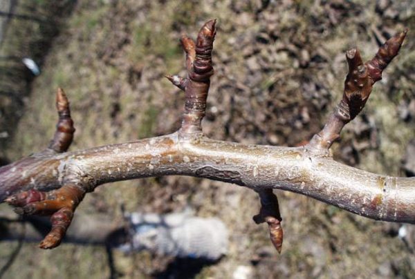 Ветка грушевого дерева с набухающими почками ранней весной