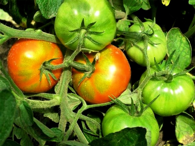 Кисть с помидорами неравномерной окраски в месте подсоединения плода