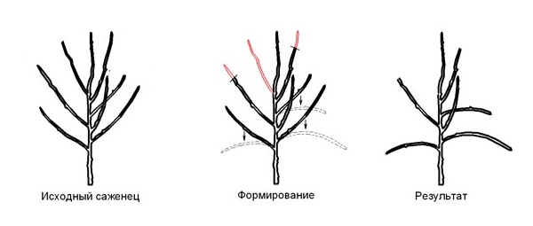 Схема обрезки грушевого дерева весной до распускания почек