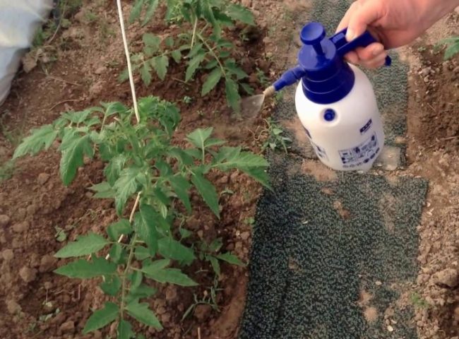 Обработка кустика помидоры от бурых пятен из ручного распылителя