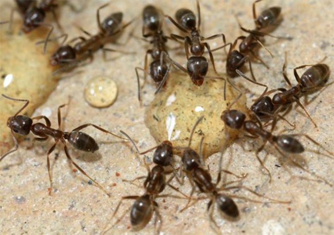 Отравленная приманка для вредных муравьев в теплице