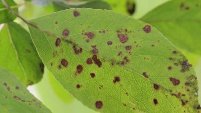 Лист груши с признаками поражения растения паршой