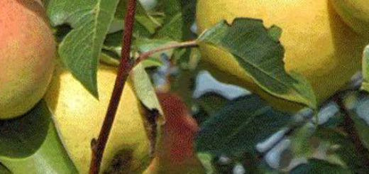 Спелые плоды груши в Краснодарском крае